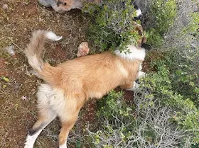 Αργολίδα: Φόλες σε περιοχή του Λυγουριού