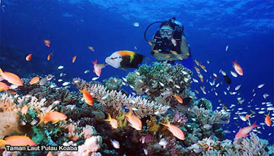 Taman Laut Pulau Koaba