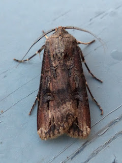 Noctuelle ipsilon - Noctuelle baignée - Agrotis ipsilon