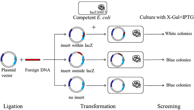 A schematic representation of a typical blue-white screening procedure