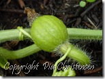 melon