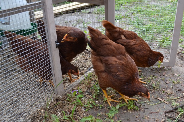 Chickens 10 Weeks 3