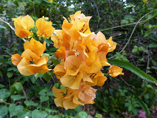 Bougainvilliers divers - Bougaivillées non identifiées - Bougainvillea sp