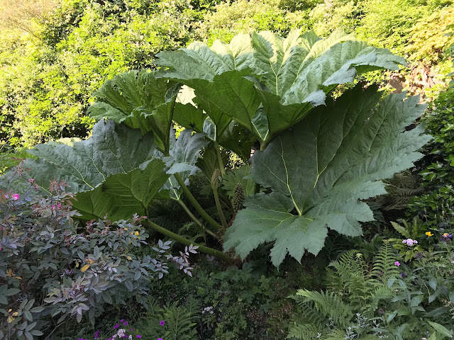 Gunnera manicata med utslåtte blader