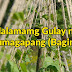 Mga Halamang Gulay na Gumagapang (Baging)