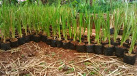 Supplier Rumput Vetiver