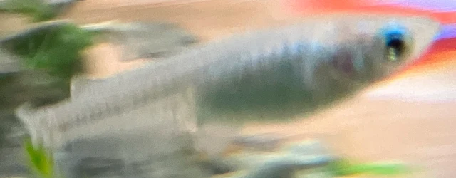 深海(しんかい)メダカ 稚魚 １５９日目