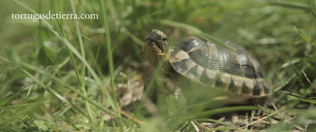 Tortuga mora juvenil de dos años mirando a cámara