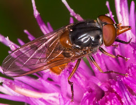 Hoverfly, Rhingia rostrata.   High Elms Country Park, Conservation Field, 11 August 2014.