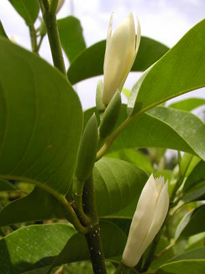 Budidaya Bunga Cempaka Magnolia champaca Tangan Petani