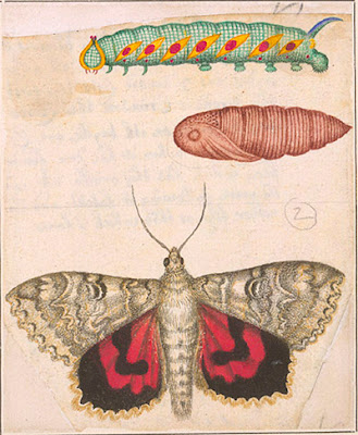 Red underwing moth (Catocala nupta), caterpillar, and pupa