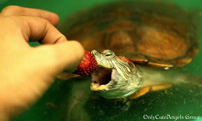 Turtles_Eating_Things