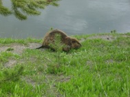 beaver