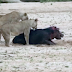Group of Lion Attack A Helpless Young Hippo