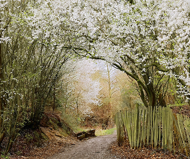 Arch of white blossom over path with more blossom laden trees beyond.
