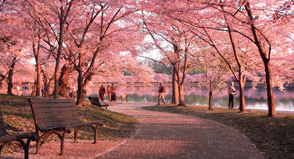 Gambar Bunga Sakura Jepang Indah Cantik - Gambar Kata Kata