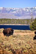 Yellowstone National Park (dsc )