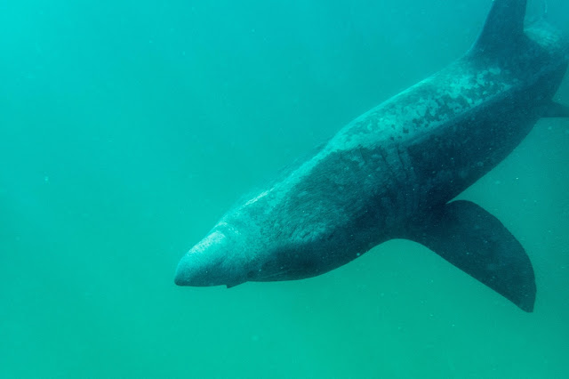 Basking Shark Scotland - pływanie z rekinami długoszparami, freediving z rekinami, Coll, Oban, Szkocja, Freediving Scotland