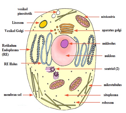  Perbedaan  Sel  Hewan  Sel  Tumbuhan  dan  Sel  Bakteri