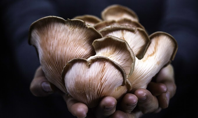 Mushroom Training in Gulberga  | Biobritte mushroom training center | Biobritte mushrooms