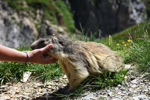 Marmotte, Massif de la Vanoise