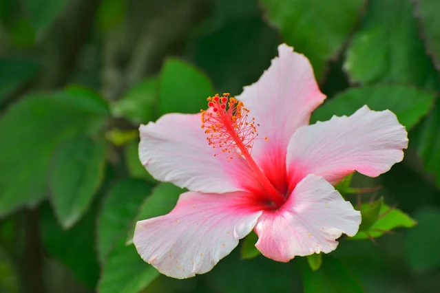 الخطمي Hibiscus