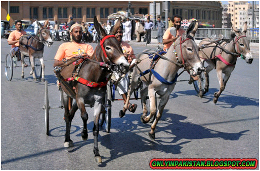 funny Pakistani donkey race