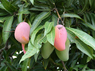 Mangifera indica - Manguier - Mangue