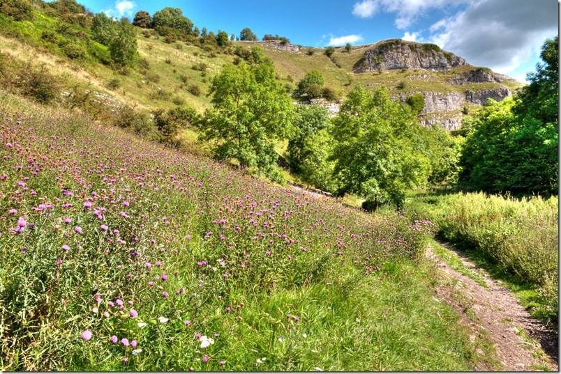 lathkill dale thistle patch copy