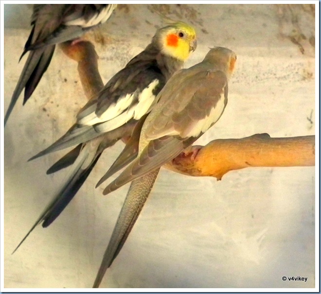 Cockatiel Bird