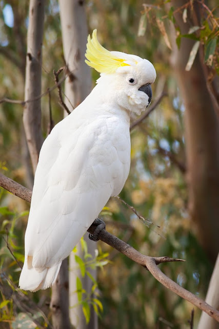 Cockatoo Pet Birds