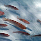 Budidaya Ikan Nila di Ember, Alternatif Kerja dari Rumah yang Mudah dan Menguntungkan
