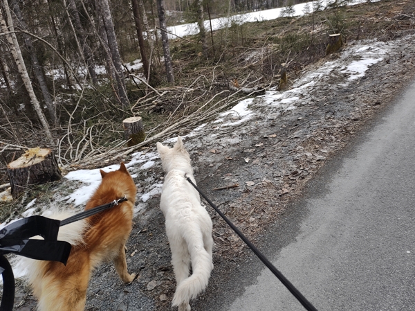 hvit gjeterhund brekkebygda finsk spets