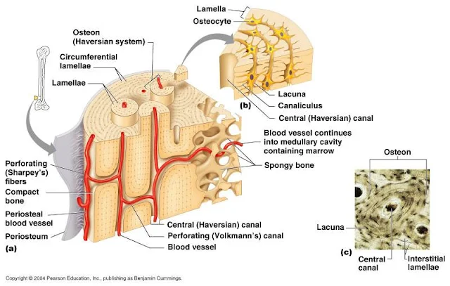 struktur tulang osteon