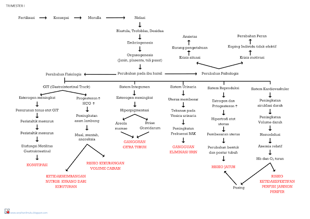 Perjalanan Kehamilan Trimester I Hingga Diagnosis Keperawatan