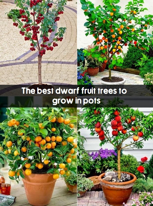 The best dwarf fruit trees to grow in pots #Fruit_Gardening