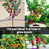 Best Fruit Trees To Grow - Growing Dwarf Fruit Trees Indoors | Gardening : Check spelling or type a new query.