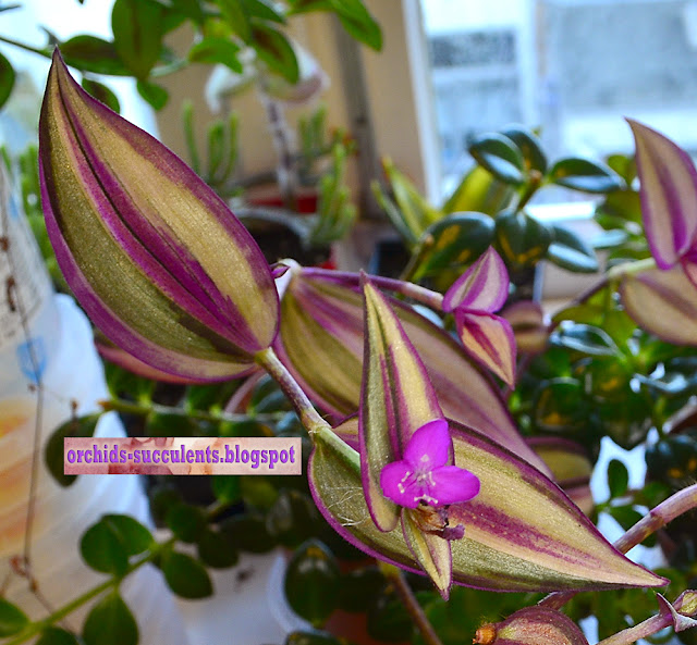 Tradescantia zebrina ‘Quadricolor’, inflorescence, Τραντεσκάντια η ζεβρίνα ποικ. 'Τετράχρωμη', ανθοφορία, λουλούδι, άνθος, τραντεσκάντια,