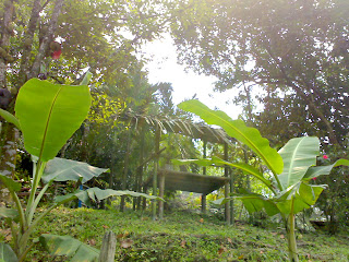 TEMPATKU LEPAK.COM, TAMAN HERBA SEMULAJADI DAN DUSUN BUAH 