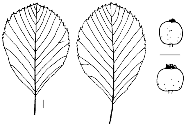 Ария Эванса / Рябина Эванса (Aria evansii, =Sorbus evansii)