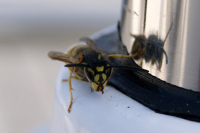 Gewone Wesp - Ealjebij - Vespula vulgaris