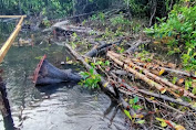 DLH Kota Bitung Tinjau Lokasi Perambahan Hutan Mangrove di Pulau Lembeh
