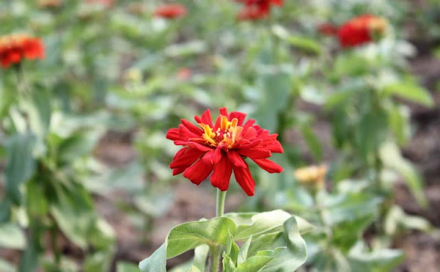 Zinnia Flowers