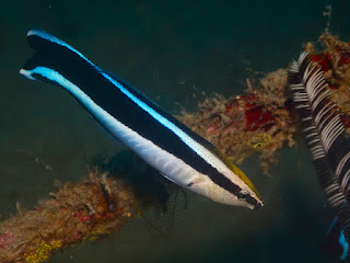 Bluestreak Cleaner Wrasse picture