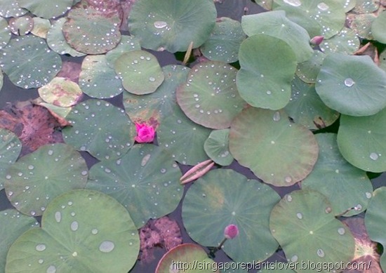 waterlily1
