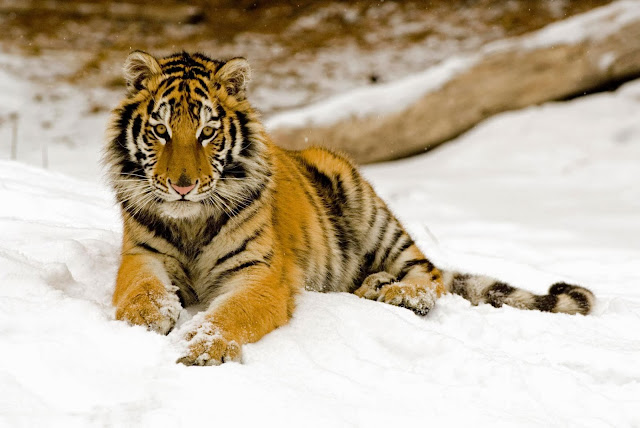 Tiger Wallpapers Free Download