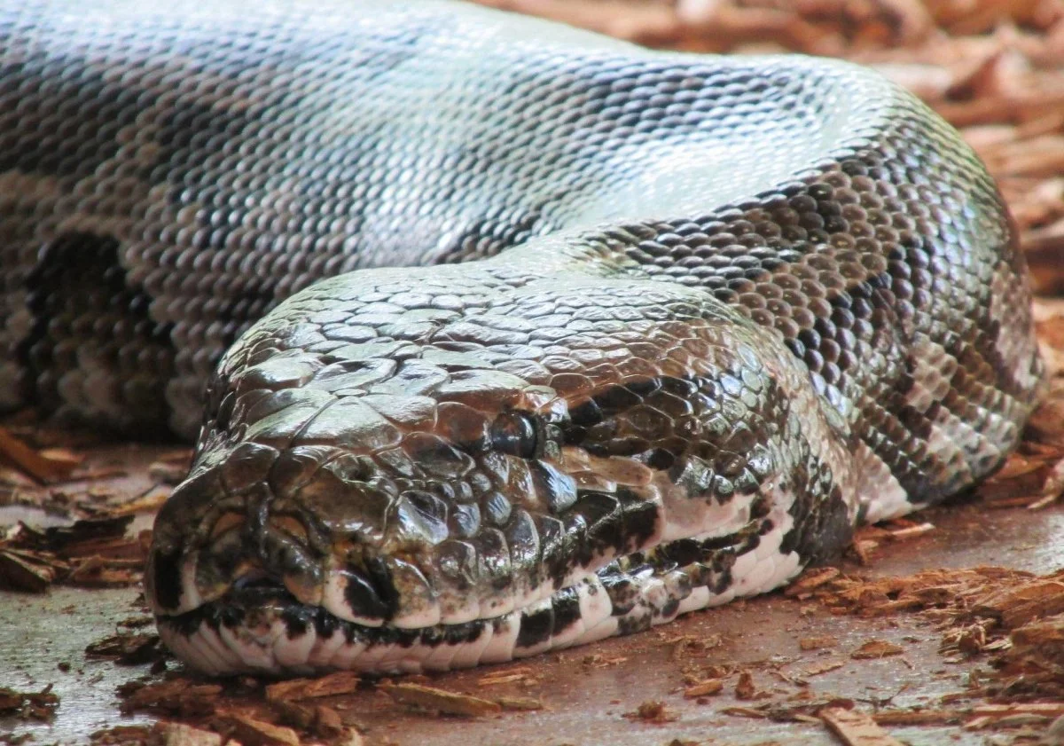 Cobras do tamanho de um prédio de cinco andares já viveram na Índia.