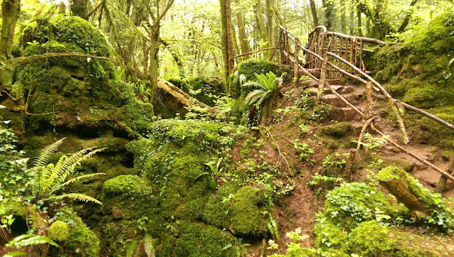 Puzzlewood Forest - England