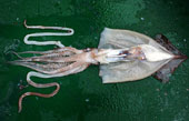 squid sex