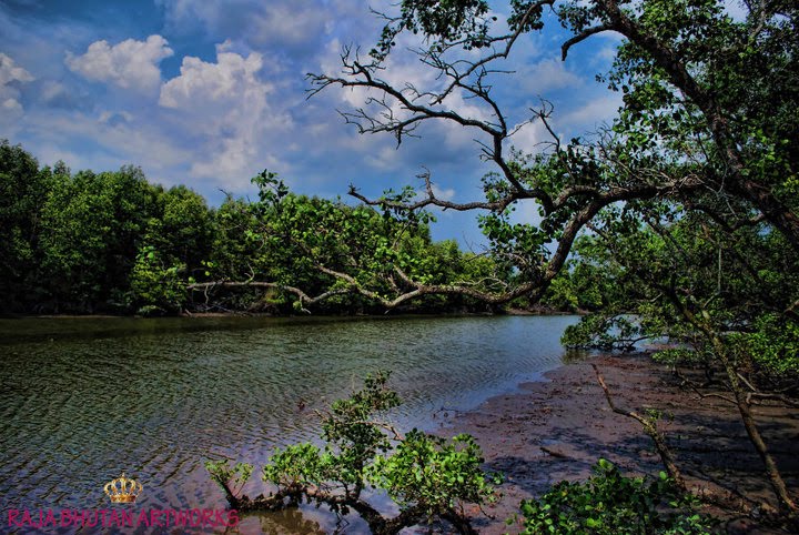 manjung mangrove, paya bakau manjung, lumut